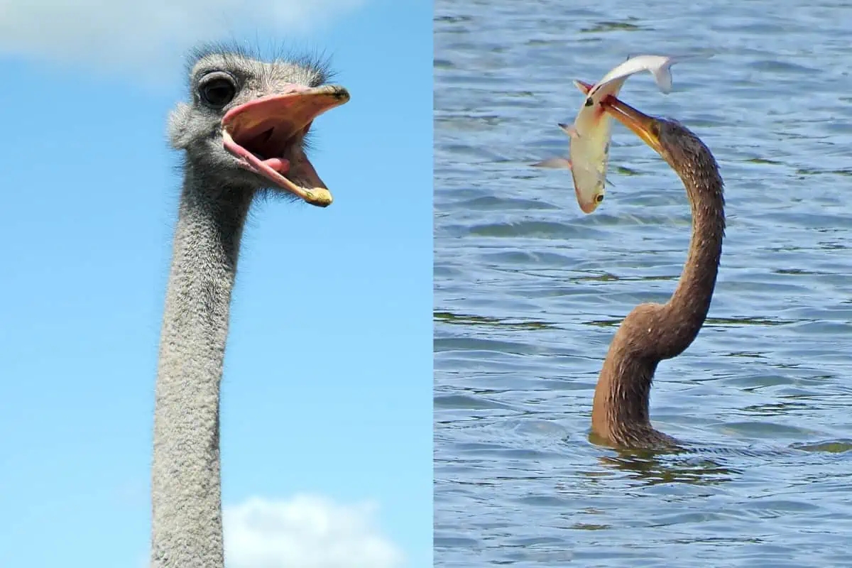 12 Birds With Long Necks with Photos Bird Feeder Hub