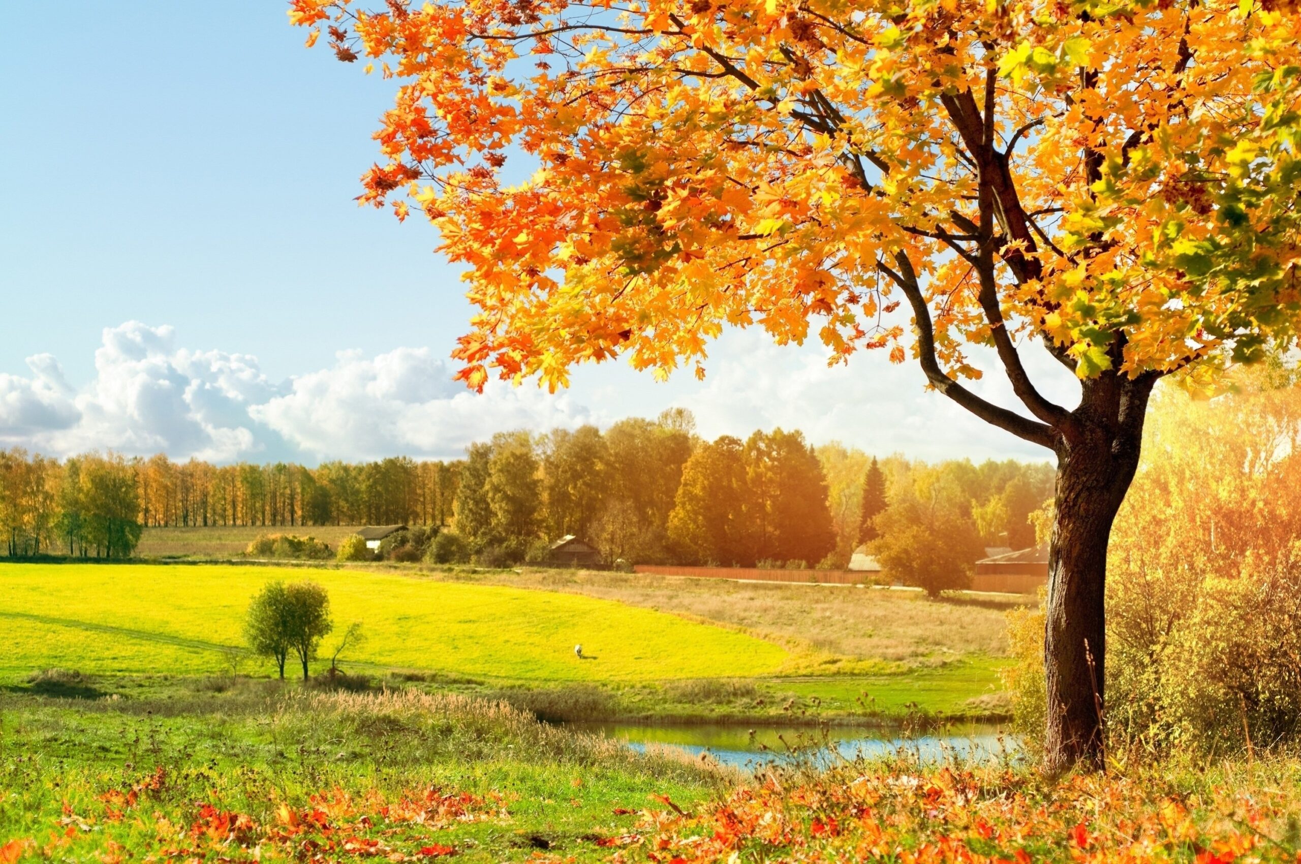 Autumn Fall Tree Forest Landscape Nature Leaves Wallpapers HD 