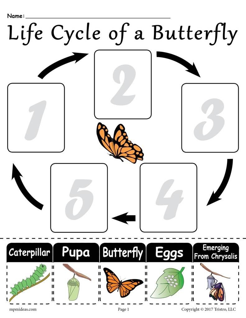 Butterfly Life Cycle Worksheet Life Cycle Of A Butterfly Wor
