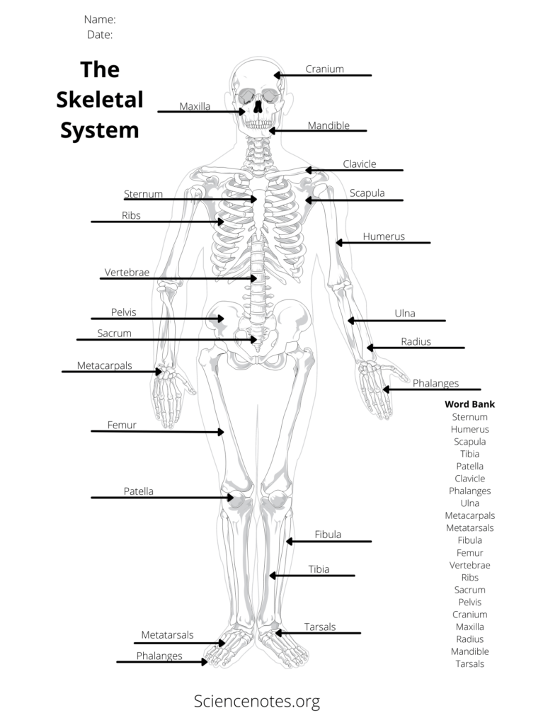 Free Printable Anatomy Worksheets Pdf Printable Worksheets
