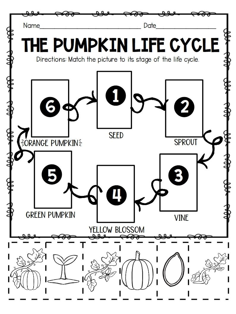 Free Printable Pumpkin Life Cycle Worksheet Printable Templates