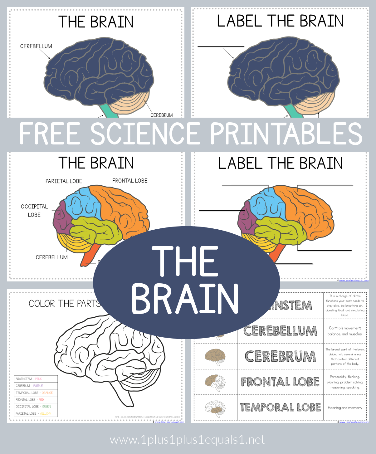 Label The Parts Of The Brain Worksheet