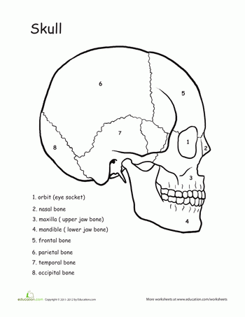 Major Bones Of The Human Skull Worksheets
