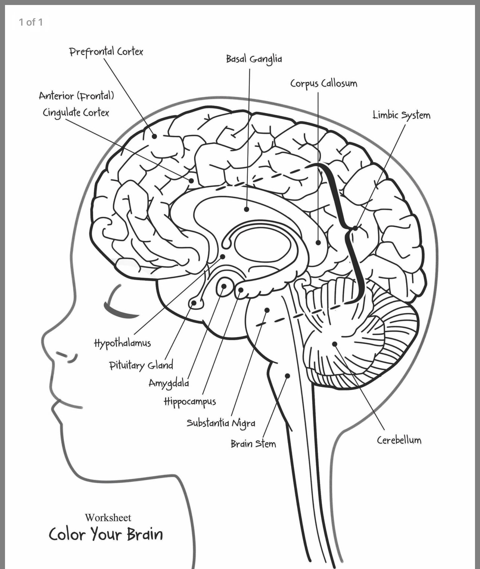 Parts Of The Brain Labeling Worksheets